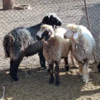 بره نر و قوچ|حیوانات مزرعه|شیراز, محمدیه|دیوار