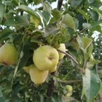 باغ و ویلا روانسر کانی کچکینه|فروش زمین و ملک کلنگی|روانسر, |دیوار