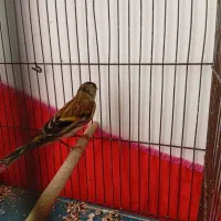 سهره قناری نر بخون|پرنده|کرمان, |دیوار