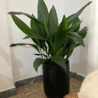 گلدان اپارتمانی کنار سالن با پاجوش زیاد