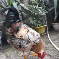 فروش خروس محلی|حیوانات مزرعه|املش, |دیوار