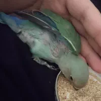 طوطی برزیلی گمشده