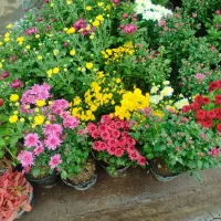 باغبانی هرسکاری سمپاشی تعویض خاک گلدان فاکتر ضمانت