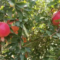 فروش انار ارگانیک از تولید به مصرف|خوردنی و آشامیدنی|رستم, |دیوار