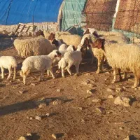 ۱۰عدد گوسفند و بره سنجابی|حیوانات مزرعه|سرپل ذهاب, |دیوار