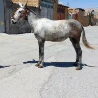 قاطر ۶دانگ ۱۴۰ سانت