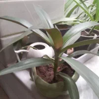 گلدان گل|گل و گیاه طبیعی|اردکان, |دیوار