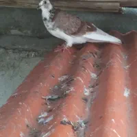 کبوتر|پرنده|بندر انزلی, کلیور|دیوار
