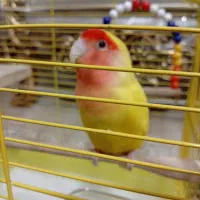 کوتوله برزیلی|پرنده|الوند, |دیوار