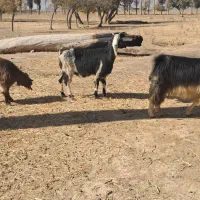 بز کهرد دار|حیوانات مزرعه|مرودشت, نقش رستم|دیوار