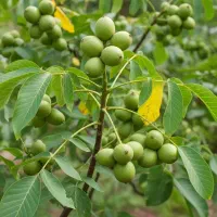 خرید نهال گردو اصل با ارسال رایگان|حراج|سلماس, |دیوار