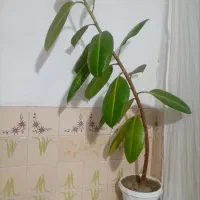 گل آپارتمانی