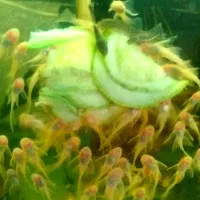 کت پوزه بوته ای سوپر باله