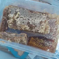 عسل طبیعی