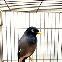 مرغ مینا نر|پرنده|اهواز, کوی باهنر|دیوار