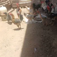 فروش مرغ محلی تخمگذار