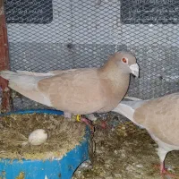 کفتر پلاکی معامله با بهبانی