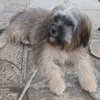 سگ شیتزو|سگ|نظرآباد, نظرآباد|دیوار