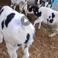 گوساله نروماده