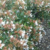 فروش گل گیاه باغچه