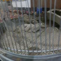 پرنده دو عدد به خون|پرنده|ماهان, |دیوار