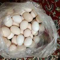 تخم مرغ محلی اصل