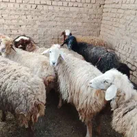 گوسفند برای قربانی مفت