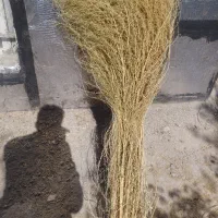 جارو (گزگه باخی )|خدمات باغبانی و درختکاری|جوانرود, |دیوار