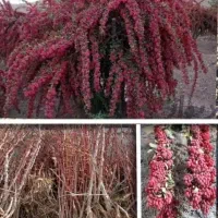 اغاز فروش نهال زرشک وعناب وسنجد از تولید کننده