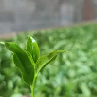 تولیدو فروش چای سنتی کارگاهی