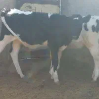 گوساله نر وماده|حیوانات مزرعه|بیرجند, |دیوار