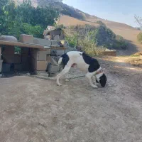 توله دنبلان میکس آموزش دیده و جنگل رفته|سگ|گلی داغ, |دیوار