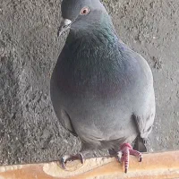 کبوتر پرشی سوسکی و سبز