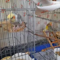 گمشده .گمشده|حیوانات|میناب, |دیوار