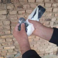 کبوتر ر‌نگ اصل