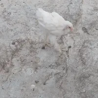جوجه مرغ برهما