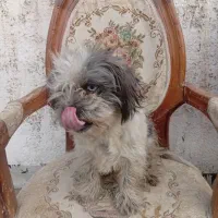 سگ ماده شیتزو 8ماهه|سگ|چهارباغ, |دیوار