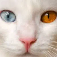 گربه نژادKhao manee(معاوضه باپرشین،اسکاتیش،بریتیش)