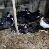 جوجه اردک خارجی از نژاد سنگین وزن