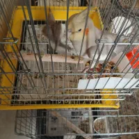 عروس هلندی دوماهه