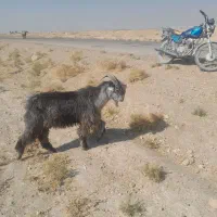 یه کهره چپش تخمی ویه راس بز چاق