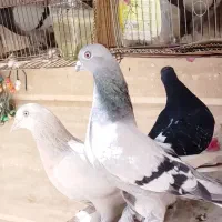 کفتر ترکیه ای سوسنی ترنج دار زیره ای و کویتی  ماده|پرنده|شیراز, رکن‌آباد|دیوار