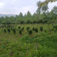 زمین گل کاری و گلخونه