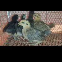 فروش جوجه‌گلین و‌ فونیکس اصل