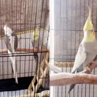 عر‌وس هلند‌ی جفت‌ مولد‌|پرنده|شاهدشهر, |دیوار