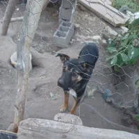 سگ نگهبان از نژاد ژرمن