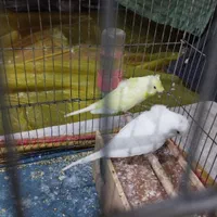 مرغ عشق|پرنده|شیراز, شهرک سراج‎|دیوار