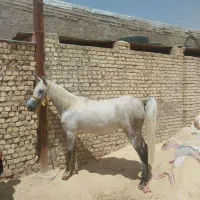 فروش مادیون و کره