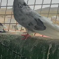 کبوتر ده عدد اصیل قیمت توافقی|پرنده|انگوت, |دیوار