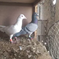 دوتا پلاکی بیرونی|پرنده|شیراز, ریاستی|دیوار